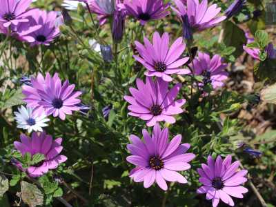...circondata da un mare di margherite bianche e viola